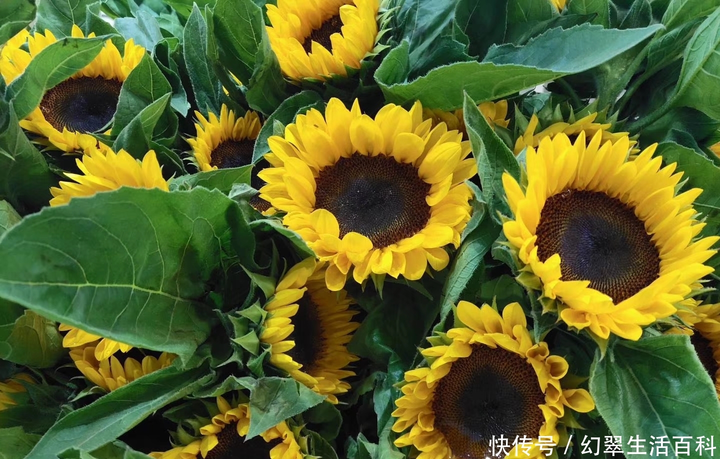 向日葵,充满正能量的观赏向阳花,如何避免