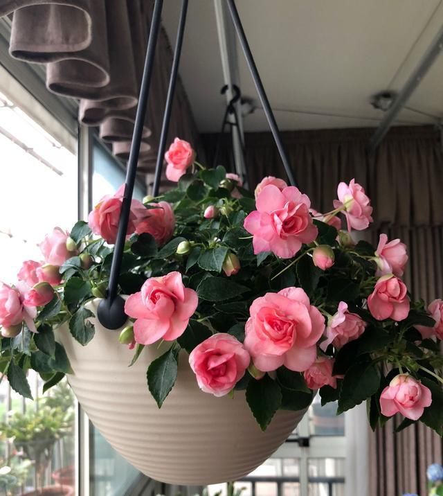  『栽培』美丽不输玫瑰，周年花开不停，这种阳台盆栽花，很值得栽培