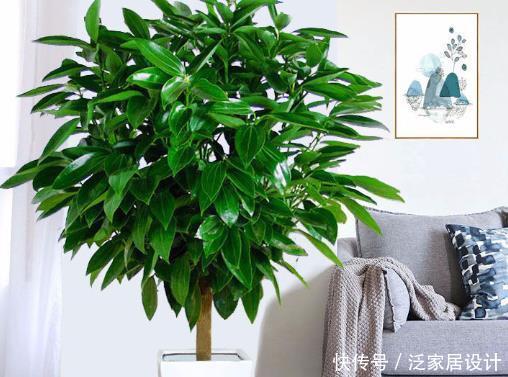 【寓意】室内养这4种“吉祥花”,寓意招财旺运,客厅摆一盆,全家都欢喜