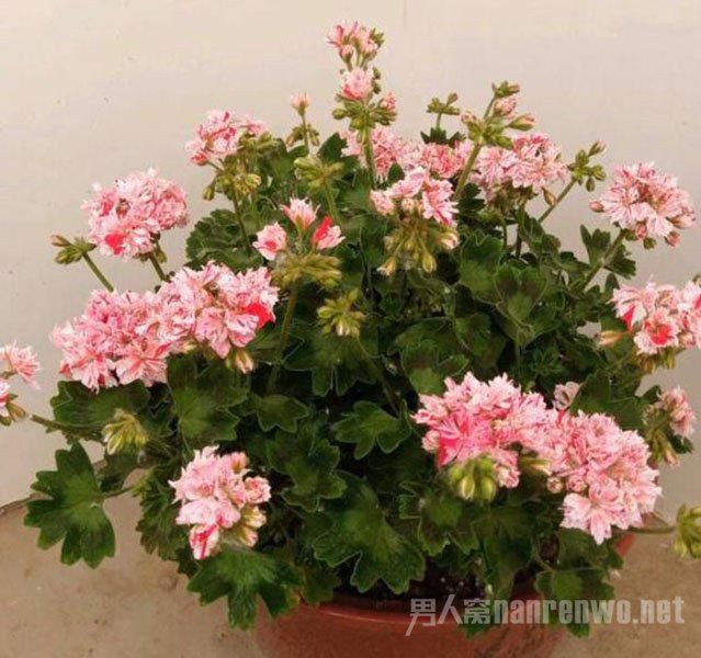  「功效」有驱蚊功效的5种花 夏天养1盆 蚊虫躲的远远的