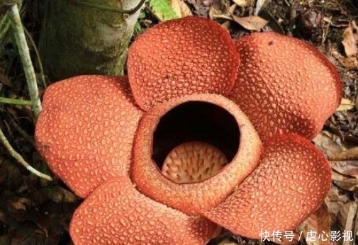  [花王]世界最重的“食人花”，有“世界花王”之称，一生只开一次花！