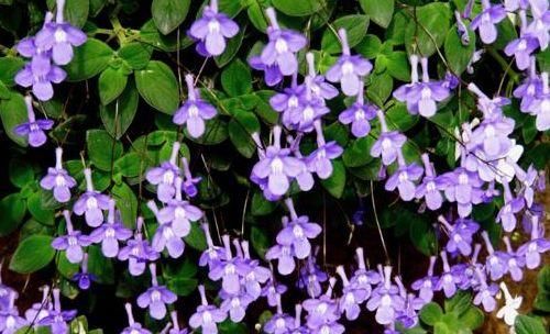 海豚花■喜欢幽香淡雅,家养这似款小花,花香溢满屋,花朵艳丽迷人,超美