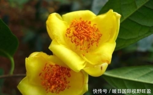 『金茶花喜欢』此花娇艳端庄,招财进宝,是茶花中的“皇后”,值得家庭养护