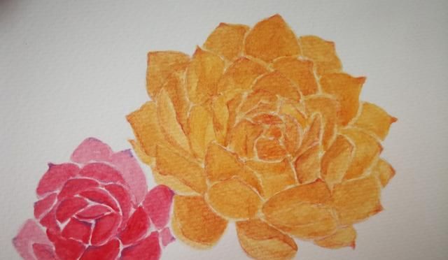  「水彩」水彩教程 | 超详细教你画一盆萌萌的多肉
