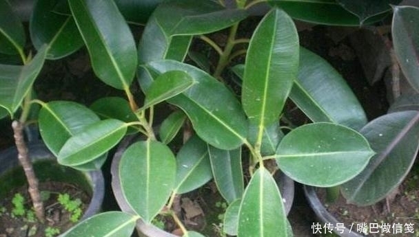  『对移栽的影响』盆栽橡皮树如何从水培转化为土培？4点到位，对根须无负面影响