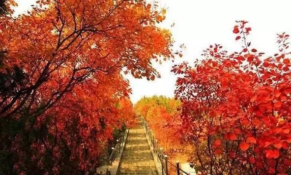 赏红叶打卡地！别错过整个秋天，这个景区，50岁以上免票！