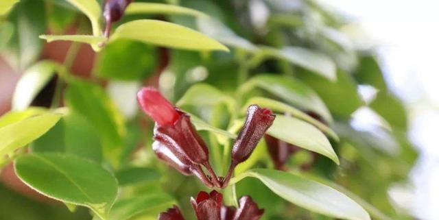 【适合】3种花适合养在室内,开花量大颜色鲜艳,家里养一盆,满屋都飘香