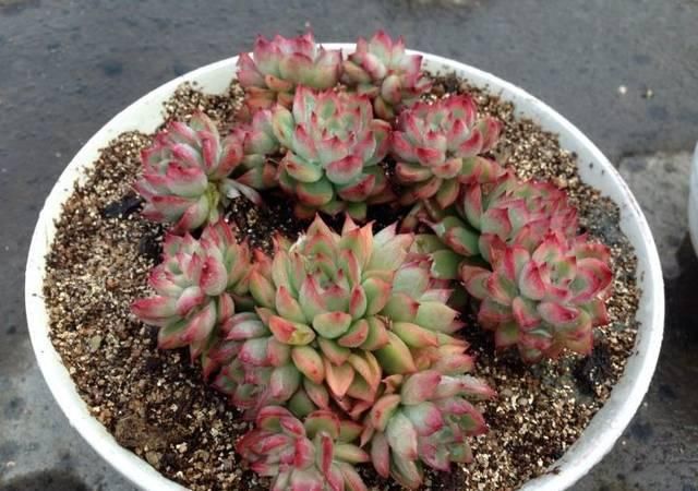  『光照』女雏是景天科拟石莲花属的多肉植物，女雏，容易长侧芽爆盆的多肉植物