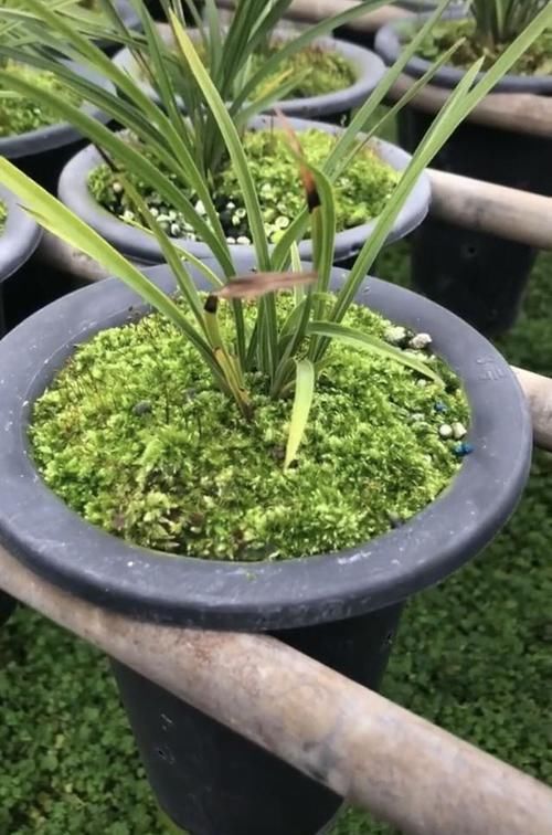 『施肥』用青苔种兰花怎么施肥?