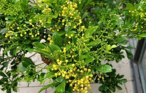  「香味真」最香的10种花卉盆栽，浓香又好看，绿植控必备