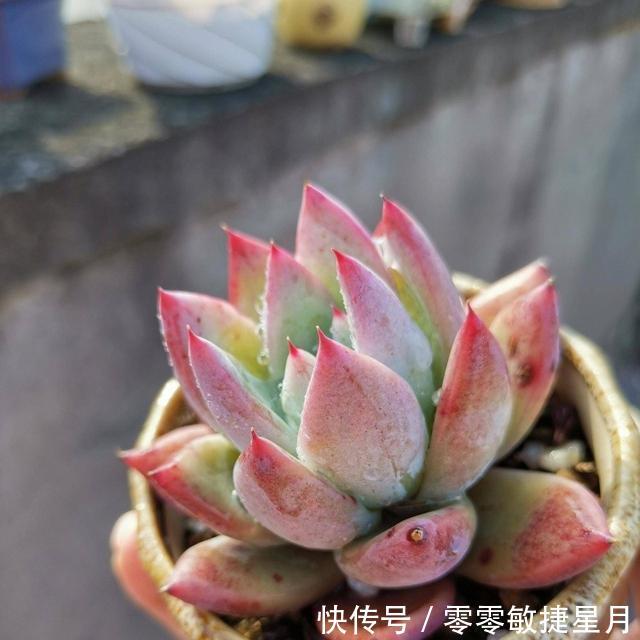 【时节】多肉在美好时节里尽情绽放吧!