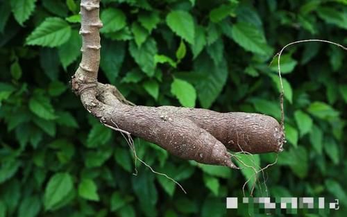  「当今」因属野草，常被忽视或除掉，殊不知，当今极为珍贵