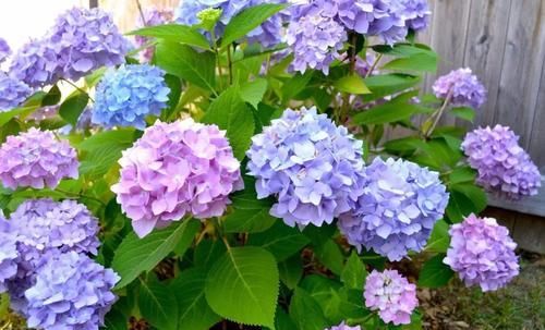  『长花苞后』4月养绣球花，做好这件事，花苞一茬接一茬，开花美花量大