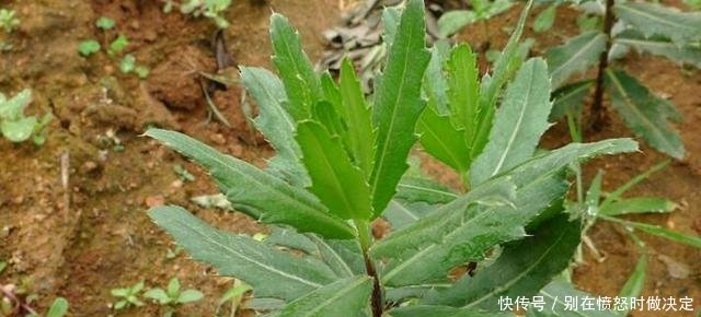 有种野菜的叶子边缘长满了刺，让人看了都害怕，却有着很高的价值