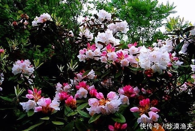 绚丽多彩■猴头杜鹃花~枝繁叶茂,绚丽多彩