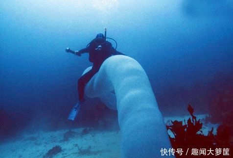 潜水者海底遇到“透明巨虫”，套在头上拍照，却不知是它？