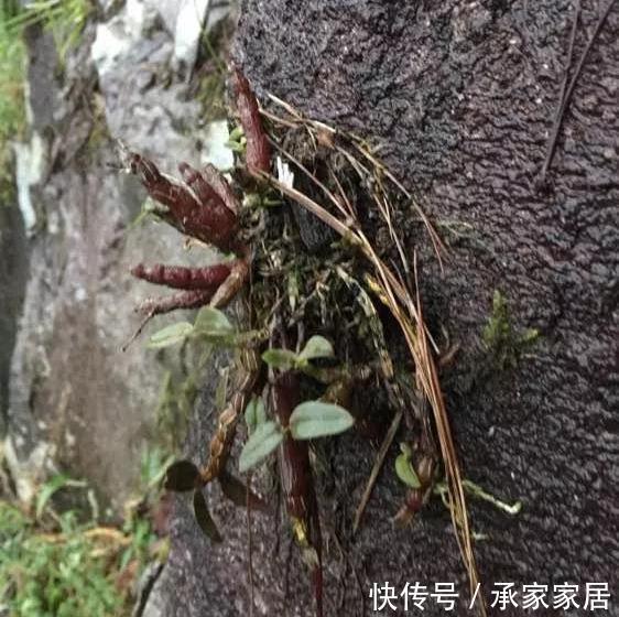  『漂亮』门前石头上长了一丛草，朋友出1000元来买，开起花来真漂亮！