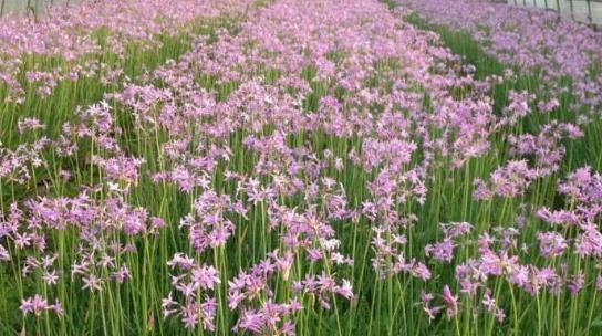  「立春前」立春前就养4种花，好养易打理，开花芬芳艳丽，一簇爆成花海，美