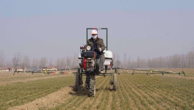  「好端端」农村兴起“种树热”，好端端的土地，为啥不种粮食种