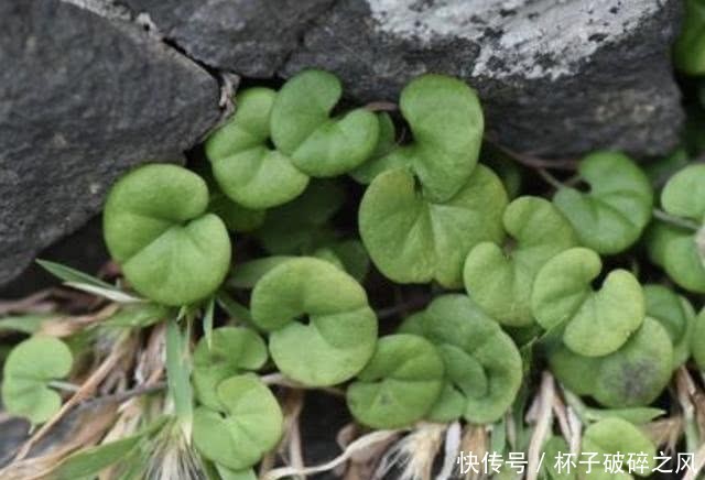  「盆栽」河边，若是遇到1种“马蹄金”，请别当杂草，植株珍贵，能当盆栽