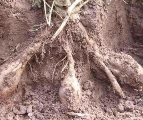 #值钱#山沟里有“1种植物”，碰到请爱惜，根茎肥大、珍贵、值钱