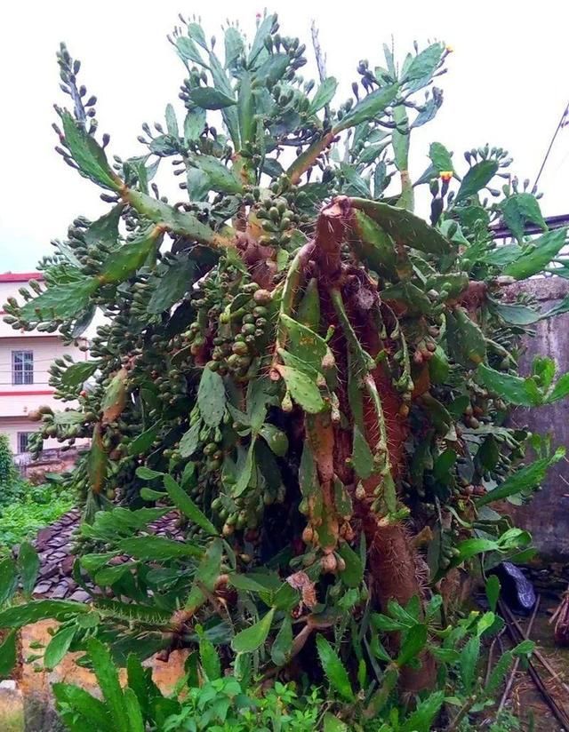 慎养■这花要慎养,每年砍掉3麻袋,照样蹭蹭长
