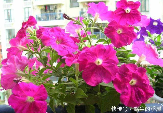 能力|3种花适合新手养,开花能力强爆盆简单,颜色鲜艳招人喜欢