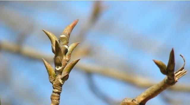  常见：农村常见的一种植物，开花结出“杨毛虫”，现在几十一斤买不了