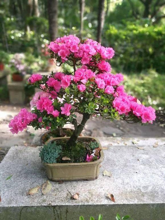 「养护杜鹃花」这4种绿植,喜欢酸性土壤,平常喂点“醋”,开花多花期长叶子绿