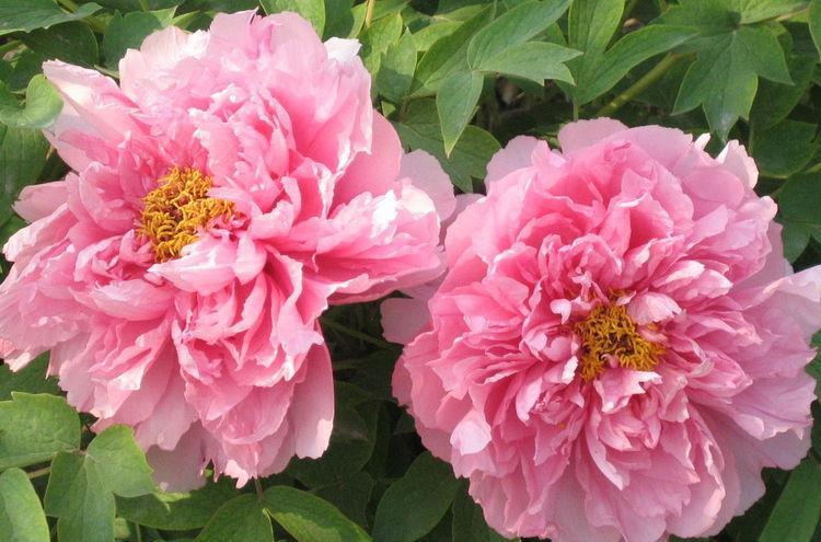  「特别」喜欢养护漂亮花卉，就选择5种花卉，花朵美丽，花色绚丽，优雅