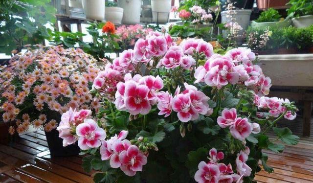 『一大』这几种花占地面积可不小，每次开花满满一大盆，吊着养更合适