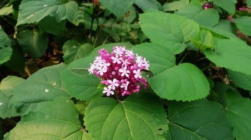  #路旁#农村路旁的一种“野花”，闻起来奇怪，农民被当作杂草扔