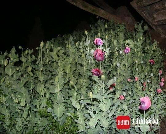 罂粟■菜园里种“毒花”4千多株罂粟被依法铲除