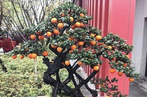  「值钱」1种“盆景树”，枝干发黑，李大姐养了8年，1盆卖出“2万”，值钱