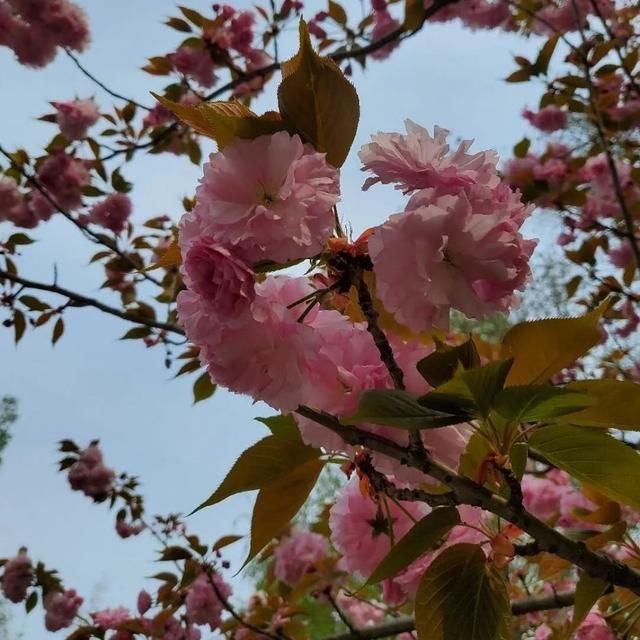  「上海植物园」碎花裙上的“花花世界”，到底有哪些花？