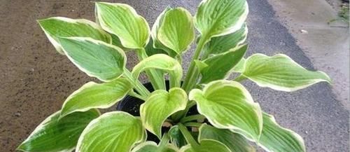  花草■6种“耐阴”的花草，室内光照差，也能旺盛生长，好养又省心！
