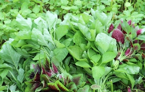 农民种植一种蔬菜，一年种植三茬，3亩收入30000元，秘诀在哪里？