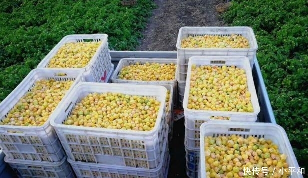 『成熟』国庆后成熟的果子,既是水果也是药,钙含量是苹果的75倍,别错过