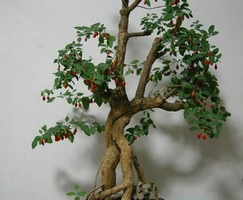  [古朴]怎样才能制作出‘苍劲古朴’的枸杞盆景?