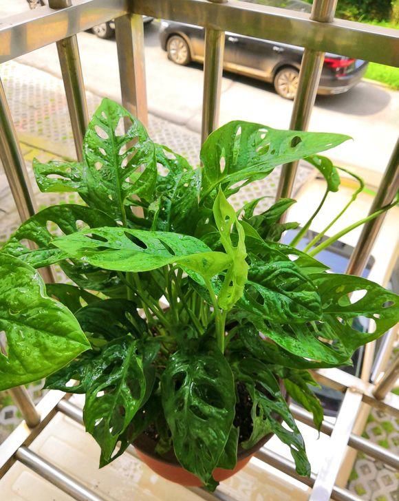  「天亮」卧室养盆龟背竹，一觉到天亮，还能吸附灰尘，省的打扫卫生了