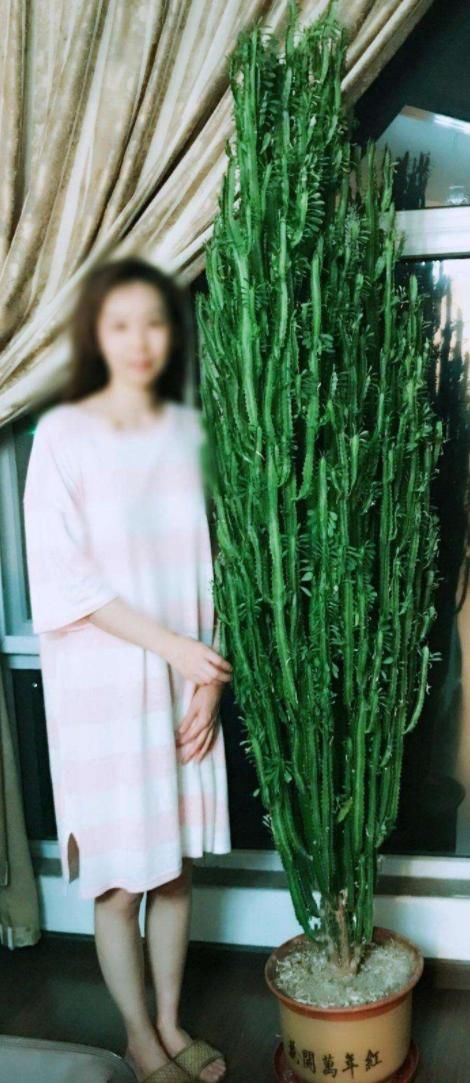  「光照」家养“龙骨”不霸气，试着这样养，威武壮观长得快，抱都抱不过来