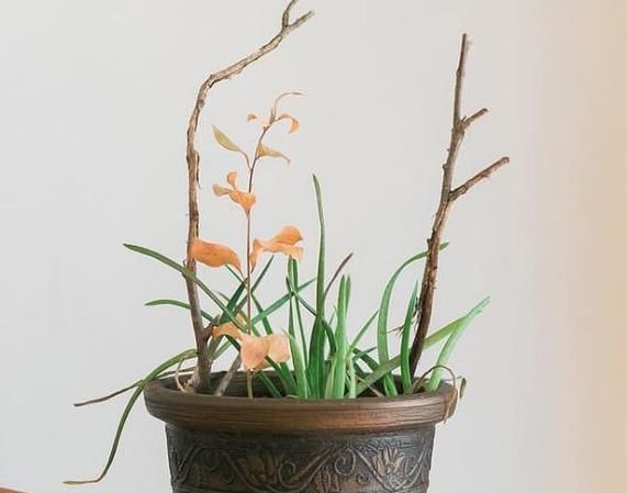 『移植』春天养花是门技术活:掌握4个诀窍,盆栽个个枝叶繁茂、开花多