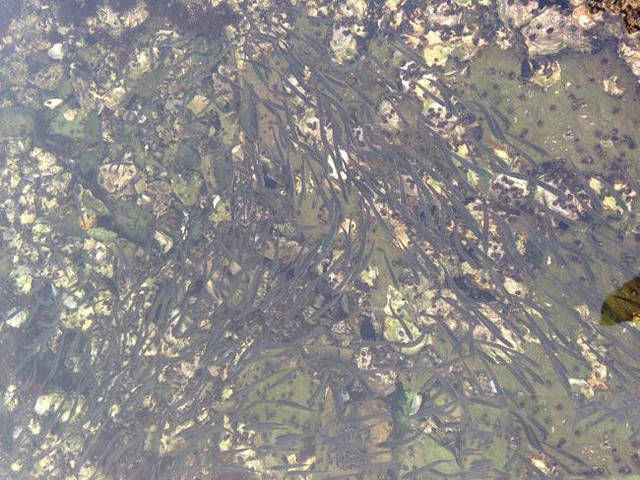  「着迷」这种小鱼刚烈与不可就范的个性，让钓鱼人着迷