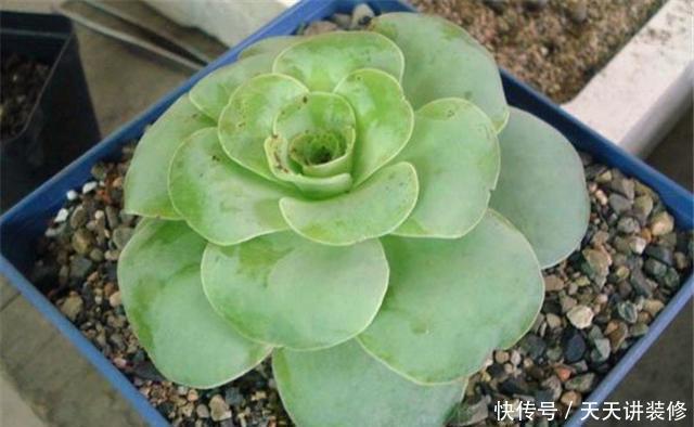 新叶|多肉山地玫瑰养护技巧,只要“3招”,来年猛长个,新叶冒不停