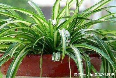  『腐叶土』吊兰用什么土好
