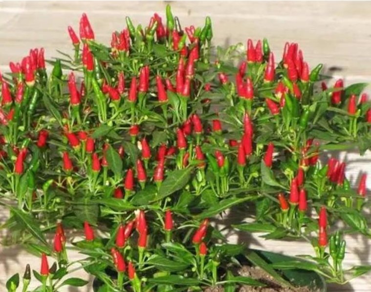  西葫芦：阳台盆栽“4种菜”,漂亮又好养,吃完一茬又一茬,不用出门买!