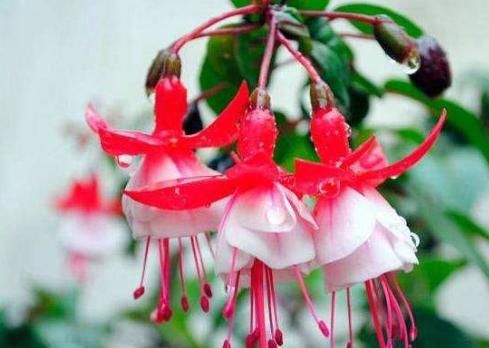  「植物」夏天养这几款花，沾土就活，开花一簇一簇，阳台美成“大观园”