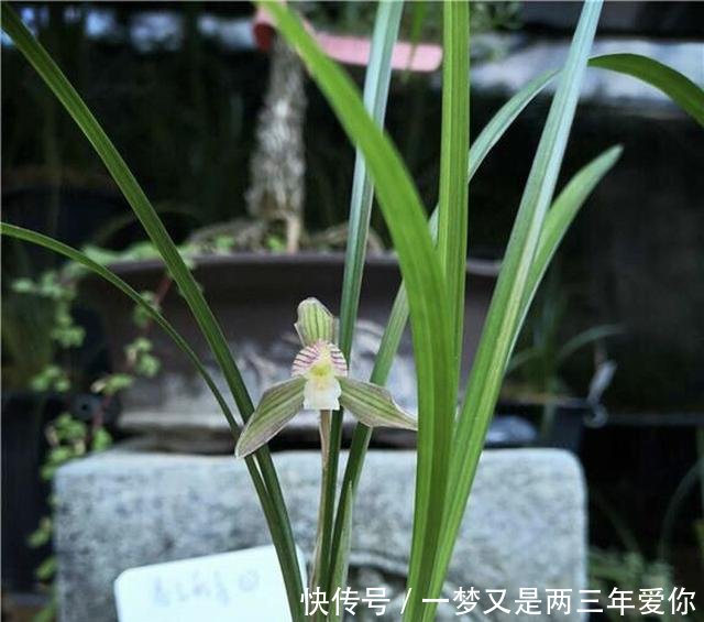 『花杆』怎么辨认春兰和蕙兰
