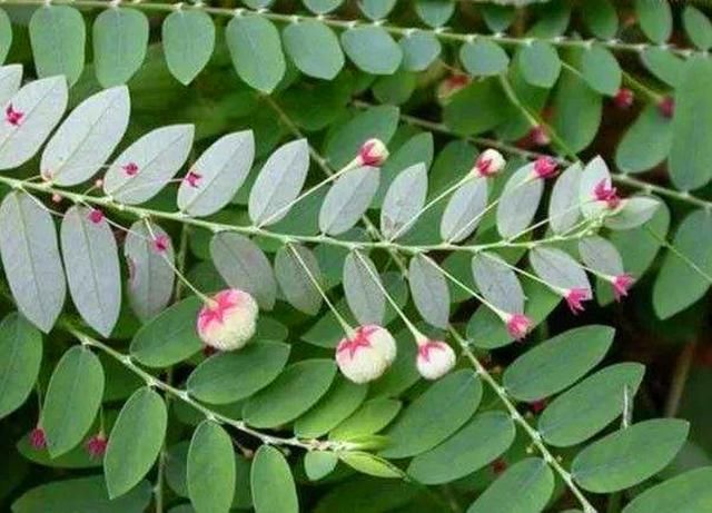 农村一种野草，对外伤有帮助，下回遇见摘一些