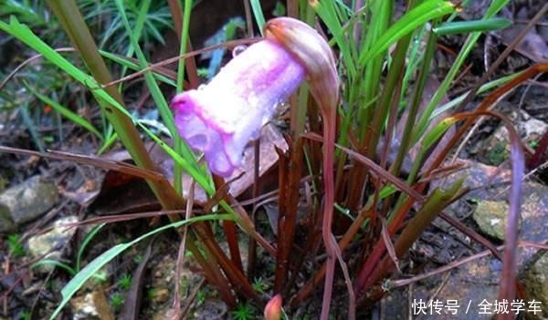  『人称』它极为珍贵，人称“东野菰草”，如今可遇不可求，遇见请重视！